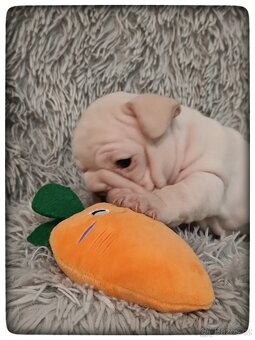 Francouzský buldoček s PP - 2