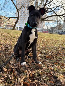 Prodám staforda 6 měsíců. - 2