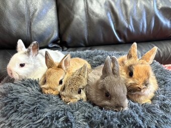 ♥️zakrslý králík - mimča již k odběru 🐰 - 2