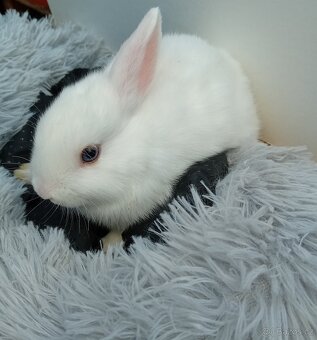 Zakrslý beránek I3 - 2