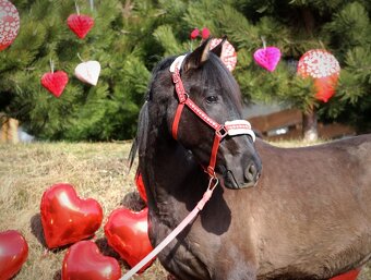 Černý andaluský PRE v Polsku valach - 2