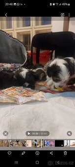 Biewerterier prodej - 2