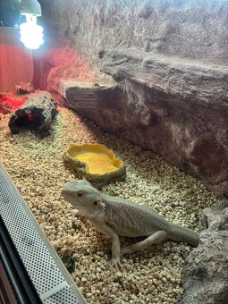 Agama samec zero + terárium - 2