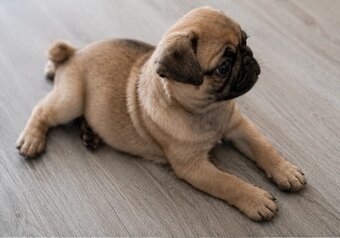 Štěňátko - Mops - 2