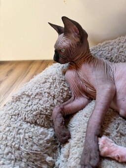 Kocourek Sphynx (Elf - Strike) - 2