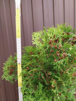 Prodám Thuja occidentalis ´Holmstrup´,zerav, tůje,živý plot - 2