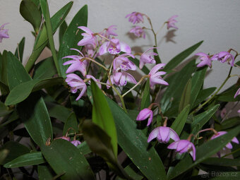Dendrobium kingianum - 2