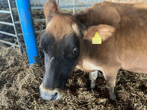 Prodám krávu jerzey 2019 po 2telatech EKO - 2