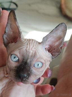 SPHYNX - 2