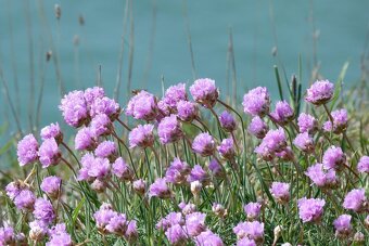 Armeria maritima- travnicka růžová, bílá - 2