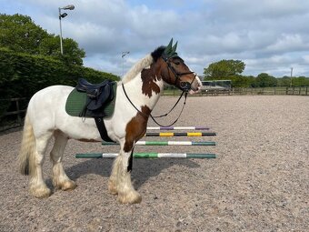 Prodám klisnu a valacha plemene Irish Cob - 2