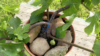 Fíkovník - Ficus carica "VIOLETTE DAUPHINE" - 2