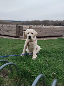 labrador Labradorský retrívr - 2