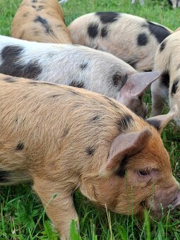Kune Kune selata - 2