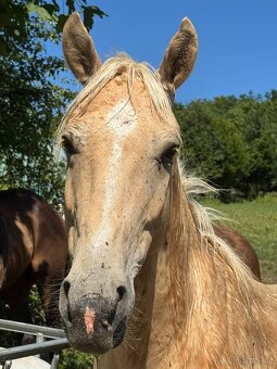 Žlutý valach pony B - 2