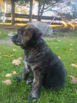Štěňátka křížence Akita Inu - 2