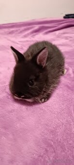 Zakrslý králík  samička - 2