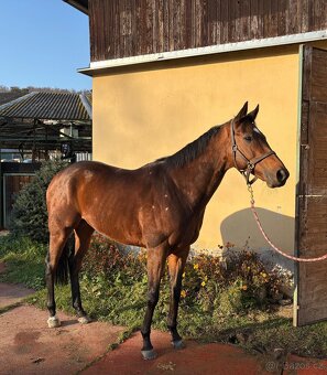 8letý valach  A1/1 - 2