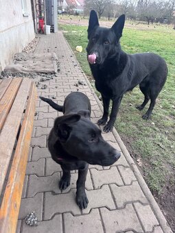 Německý ovčák kříženec - 2