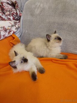 Ragdoll koťátka bez PP - 2
