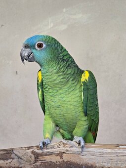 Amazoňan modročelí - 2