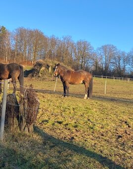 Mladý zdravý charakterní valach - 2