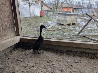 Indický běžec - 2