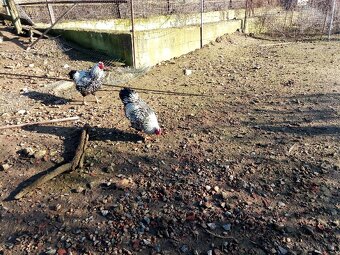 Wyandotka velká - 2