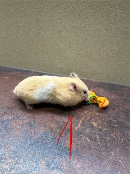 Křeček zlatý, syrský - 2