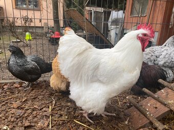 Orpingtonka velká bílá chovný kmen - 2