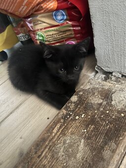 Daruji kočičku - 2