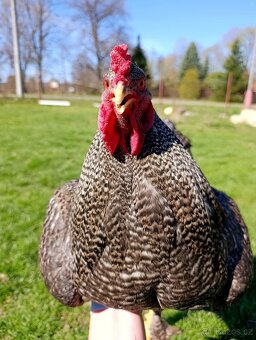 Kohout Brahmánky - 2