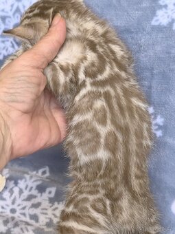 Bengálská kočka s Pp - 2