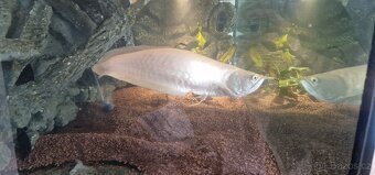 Arowana - 2