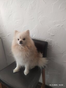 Pomeranian Spitz – Dion, 3 roky - 2