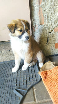 kolie - 2