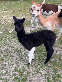 Lama Alpaka - 2