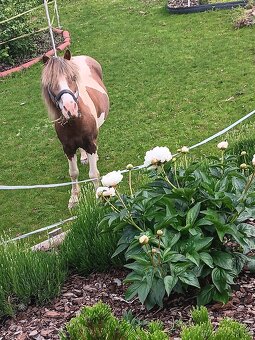 Strakaty pony - 2