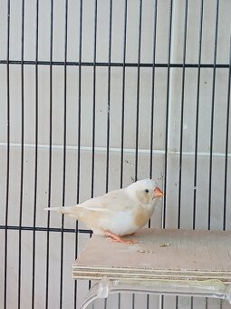 Zebřička pestrá - 2
