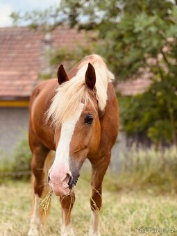 Pony valach B (148 cm) - 2