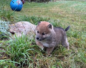 Shiba inu - 2