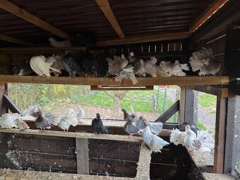 Anglický pávik - 2