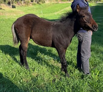 Qh hřebeček- dark buckskin - 2