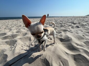 Čivava s PP ke krytí - 2