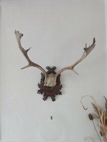 myslivecké trofeje-parohy, parůžky - 2
