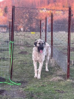 Prodám fenu kangalskeho pasteveckého psa - 2