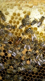 Včelí oddělky - 2