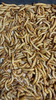 Moučný červ - živé - 2