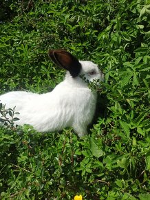 Samice králíka - 2
