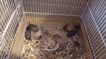 Osmák Degu - 2
